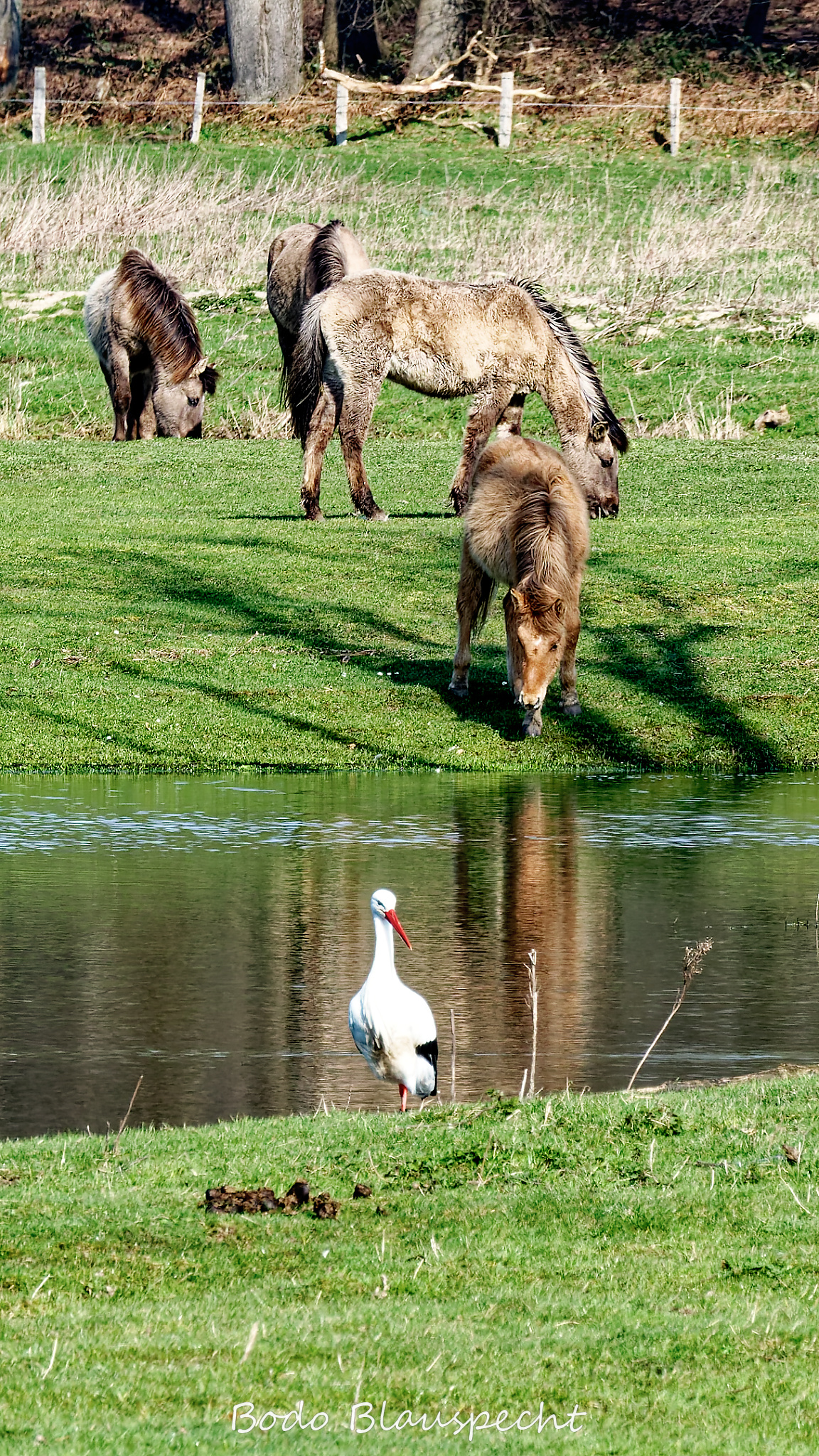 Konik   Samson  Steveraue 2020.03.14 11.10 01 WEB 1